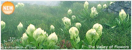 Valley of Flowers