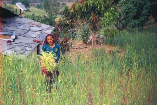 Uttaranchal Village, Rawa, Champawat