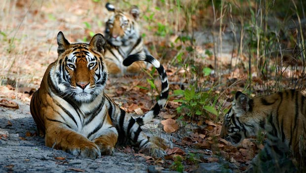 Corbett National Park