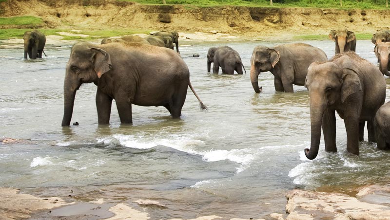 Rajaji National Park