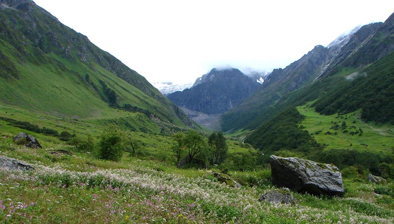 Valley of Flowers