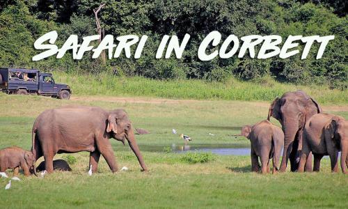 Online Jeep Safari booking for Corbett National Park