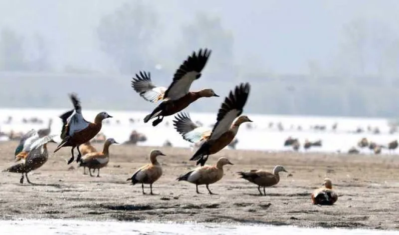 3rd Uttarakhand Spring Bird Festival 2016