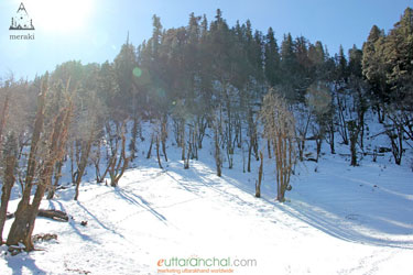 Snow covered jungle