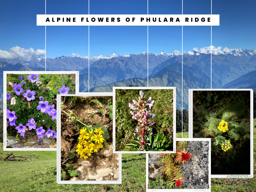 Phulara Ridge Trekking via Kedarkantha Photos