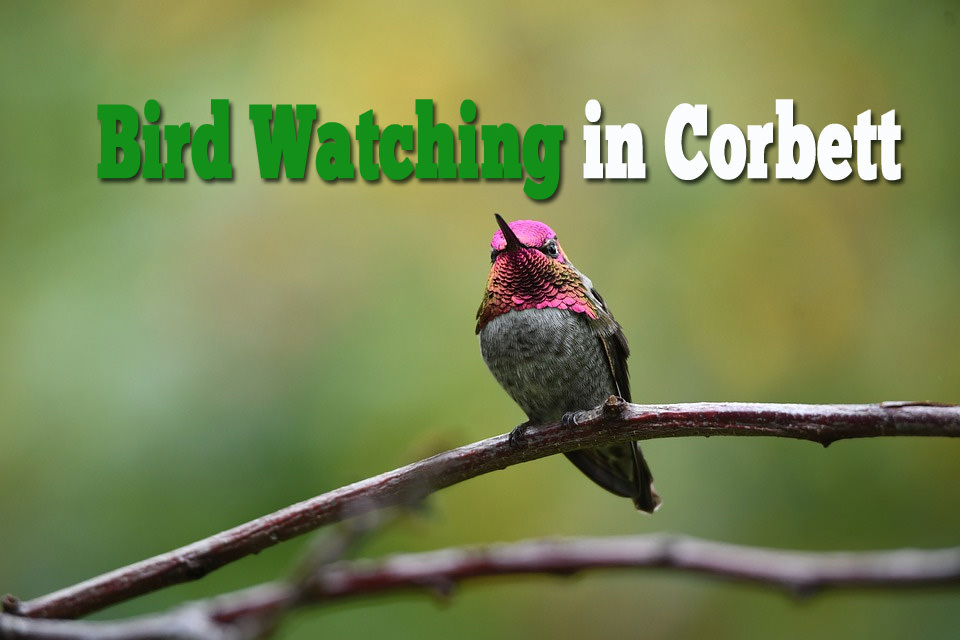Bird Watching in Corbett