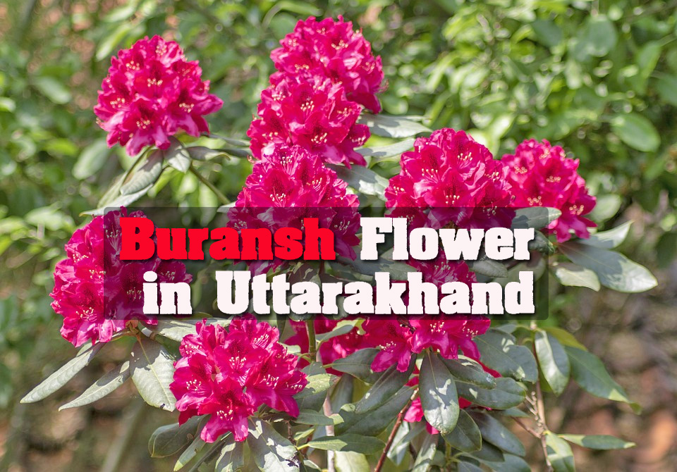 The Blooming Buransh of Uttarakhand