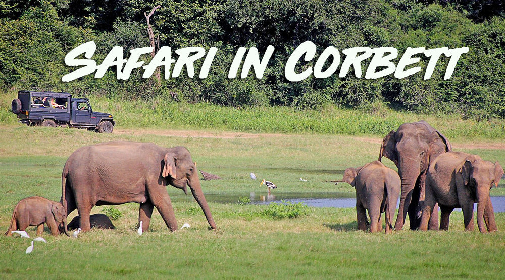 Online Jeep Safari booking for Corbett National Park