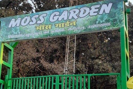 Green Dried Moss Grass, For Garden at Rs 90/kg in Nainital