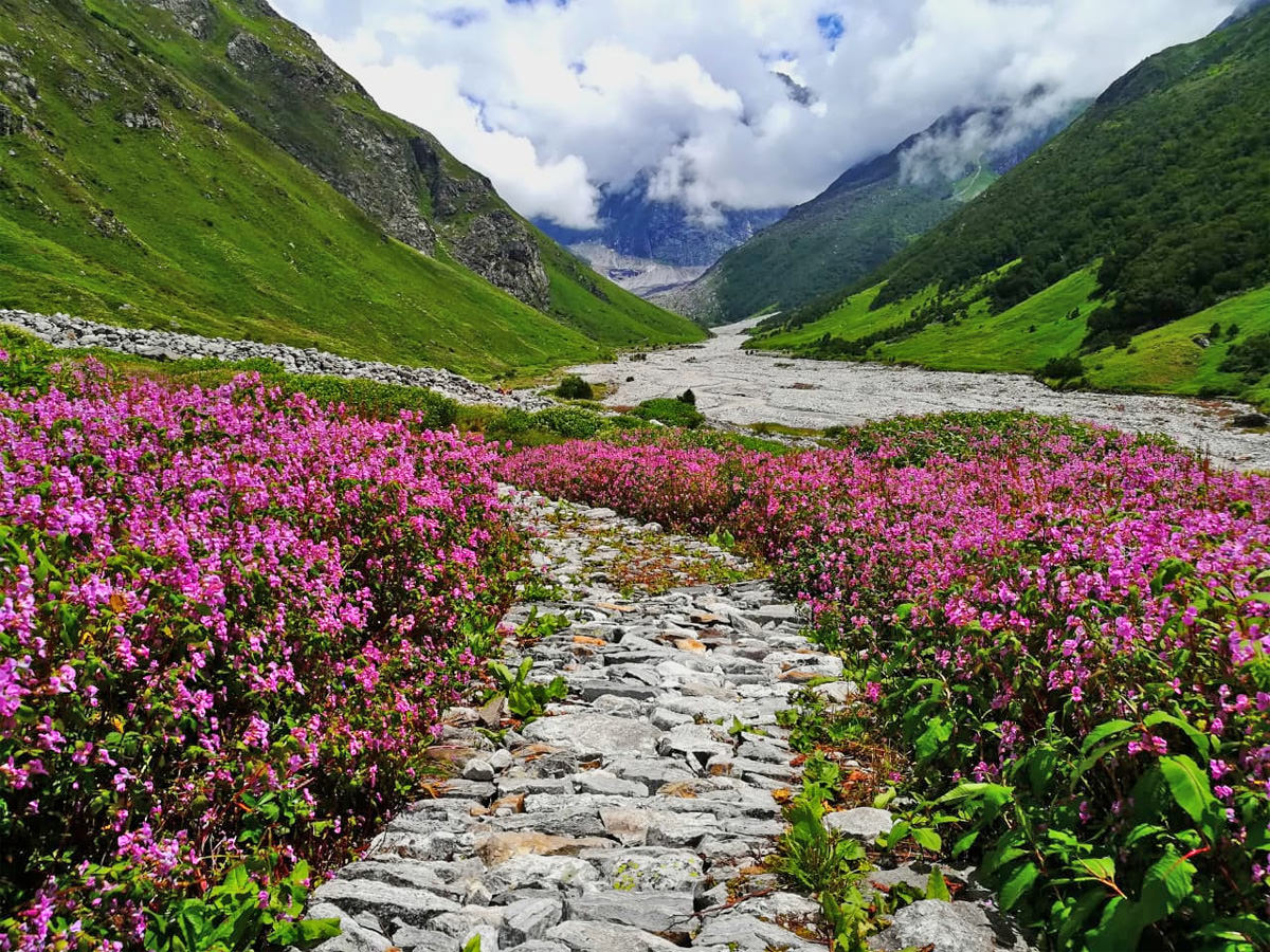 Valley of Flowers Trek 2023 - Valley of Flowers Trekking Guide, Route, Tips