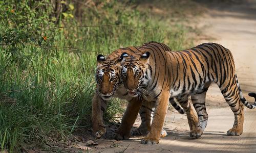 18 Best Wildlife Safari Destinations in Uttarakhand - Uttarakhand Safari  Activity