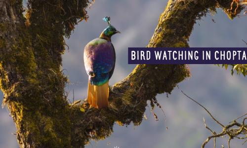 Bird Watching in Chopta