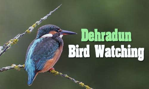 Bird Watching in Dehradun