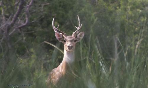 Askot Musk Deer Sanctuary