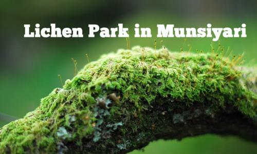 Lichen Park Munsiyari