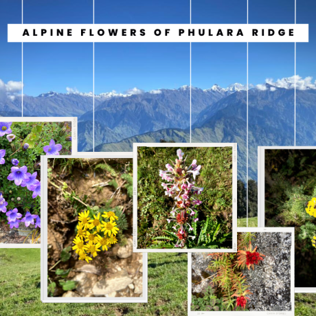 Alpine Flowers in Phulara Ridge