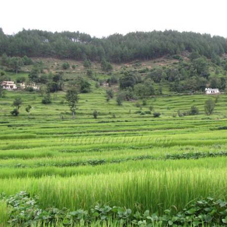 Fields near Bageshwar
