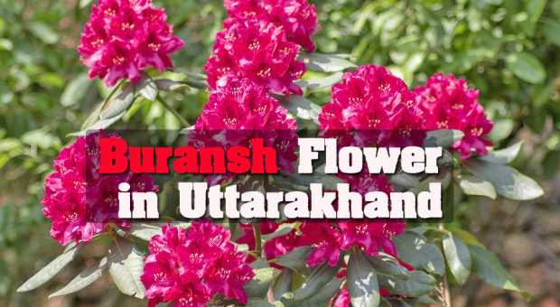The Blooming Buransh of Uttarakhand