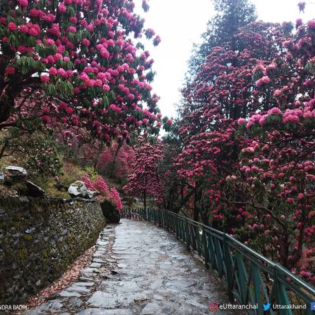 Burans Flowers or Rhododendron on the both side of Chopta - Tungnath Trek.