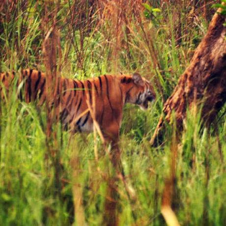 Tiger walking alone at Jim Corbett National Park, like a king.
