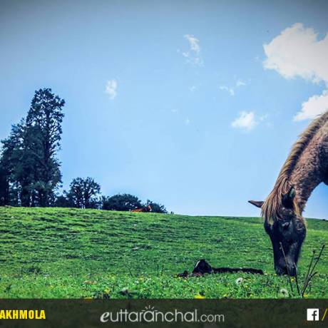 Horse grazing in Dayara Bugal.