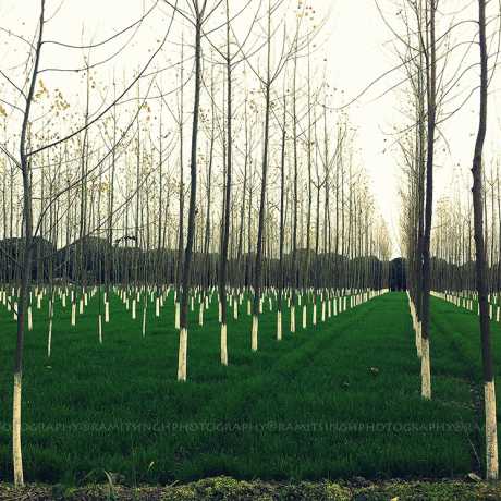 Tree farming at Kashipur, Uttarakhand