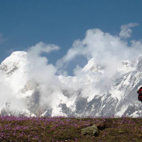 Scenic view of snow capped mountains and flowers in Nandadevi East Base Camp, Munsyari 