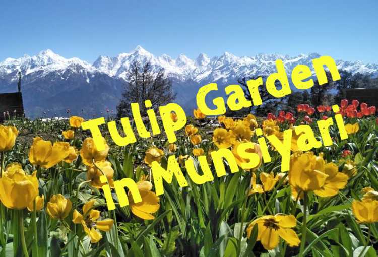 Munsiyari Tulip Garden - Eco Park