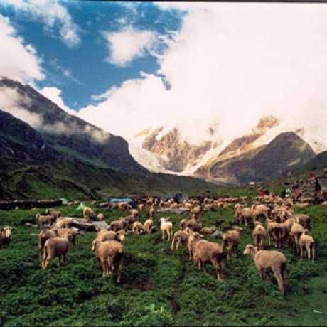 Nanda Devi National Park in Uttarakhand