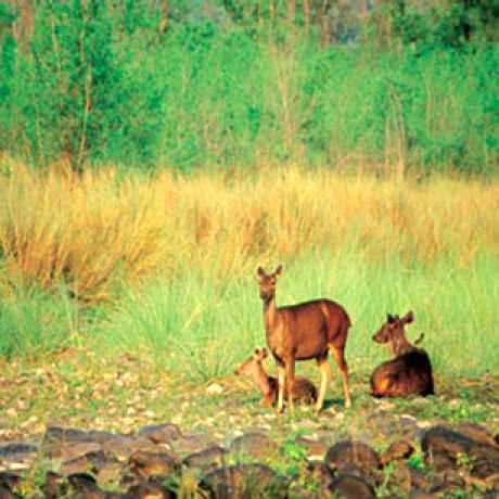 Wildlife in Nanda Devi Bio Reserve
