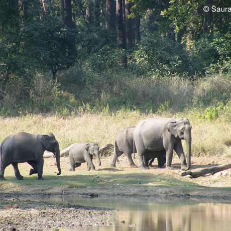 This pic was taken in the Chilla Range of Rajaji Tiger Reserve. Small herd of elephants was roaming in the forest. Particular thing about this pic was the clear visibility of the calf as elephants are very protective about their young ones.