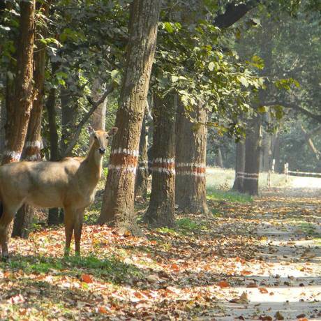 Sambar deer at Ramnagar, Uttarakhand