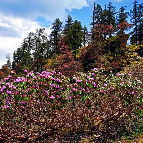 A variety of Rhododendron flowers, on the way to Tungnath.