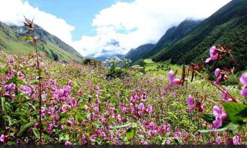 Valley Of Flowers Deluxe Package ex-Joshimath