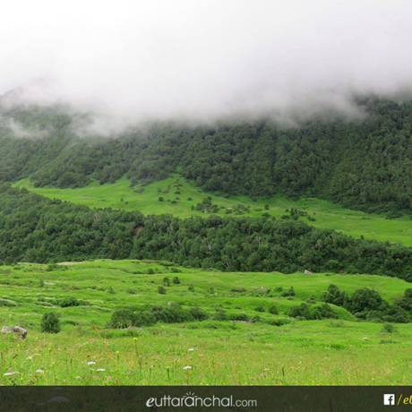 clouds engulfing the trees at valley of flowers, uttarakhand.