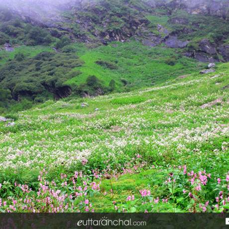 meadows of valley of flowers in Uttarakhand.