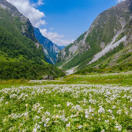 Scenic beauty of  Valley of Flowers National Park, Uttarakhand. 